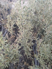 Atriplex lampa