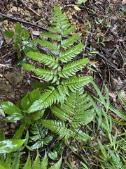 Dryopteris sordidipes