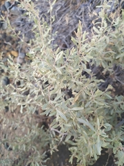 Atriplex lampa