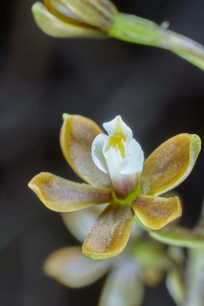 Ochre Appendage Orchid