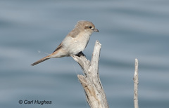 Lanius isabellinus