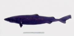 Velvet Dogfish photo 2