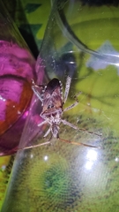 Leptoglossus occidentalis