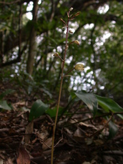 Aphyllorchis montana