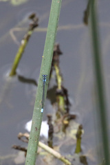 Cyanallagma bonariense