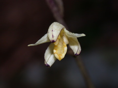 Aphyllorchis montana