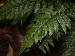 Bolbitis laxireticulata