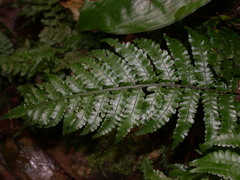 Bolbitis laxireticulata