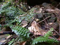 Bolbitis appendiculata
