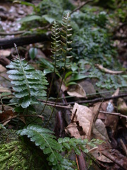 Bolbitis appendiculata