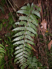 Tectaria kusukusensis