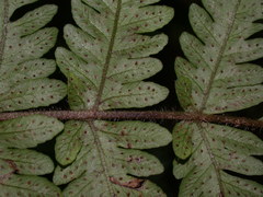 Tectaria kusukusensis