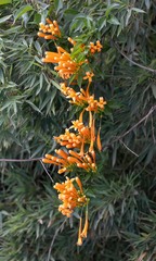 Pyrostegia venusta