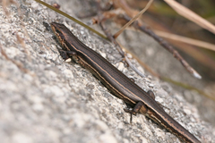 Pseudemoia cryodroma