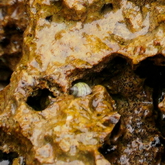 Nerita plicata