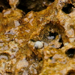 Nerita plicata