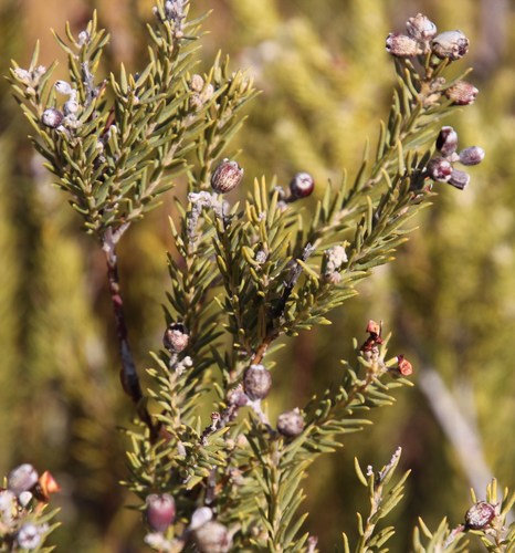 Image of Rigid Hardleaf (Phylica rigidifolia) by (c) Tony Rebelo, some rights reserved (CC BY-SA)