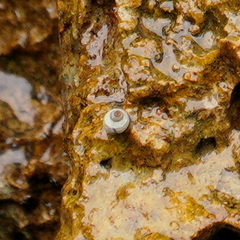 Nerita plicata