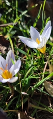 Crocus biflorus