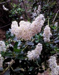 Ceanothus palmeri