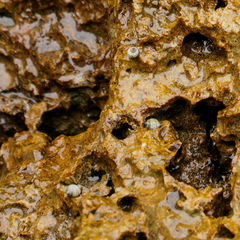 Nerita plicata