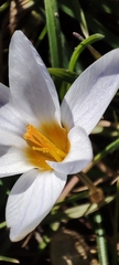 Crocus biflorus