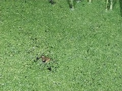 Pelophylax fukienensis