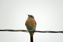 Phoenicurus phoenicurus