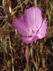 Clarkia dudleyana