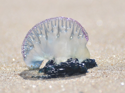 Indo-Pacific Man-O-War, photo 9 of 9
