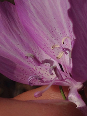 Clarkia dudleyana