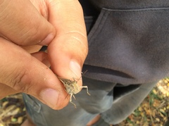 Oedaleus abruptus