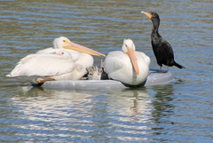 Pelecanus erythrorhynchos
