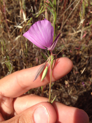 Clarkia dudleyana