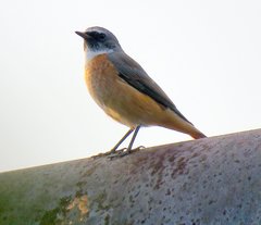 Phoenicurus phoenicurus