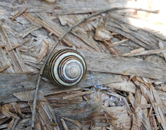 Caucasotachea vindobonensis