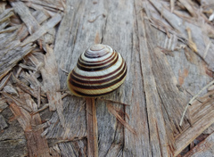 Caucasotachea vindobonensis