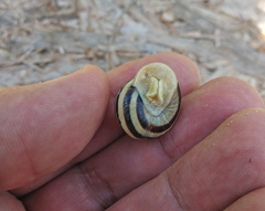 Caucasotachea vindobonensis