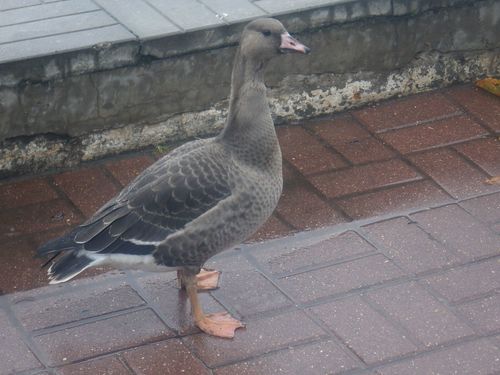 Oie rieuse, jeune