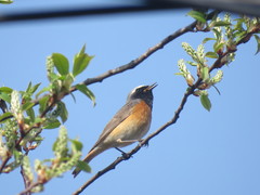 Phoenicurus phoenicurus