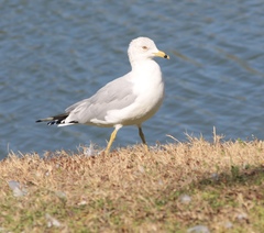 Larus delawarensis