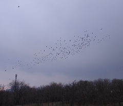 Sturnus vulgaris