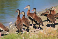 Dendrocygna autumnalis