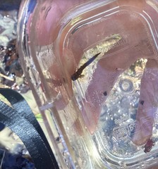 Ambystoma opacum