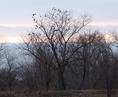 Sturnus vulgaris
