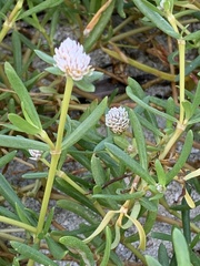 Blutaparon vermiculare