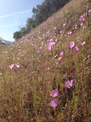 Clarkia dudleyana