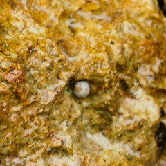 Nerita plicata