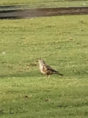 Turdus viscivorus