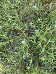 Blutaparon vermiculare